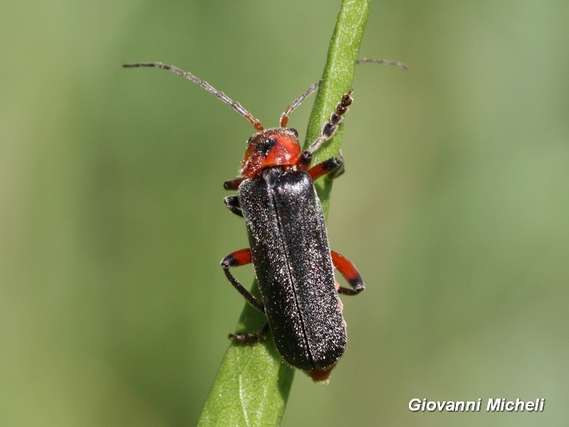 Cantharis rustica (Cantharidae)